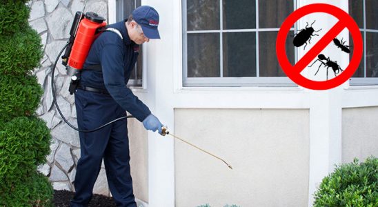 Ağlı Kemirgen İlaçlama böcek ilaçlama ve haşere kontrolü — ilaclama-tr.com